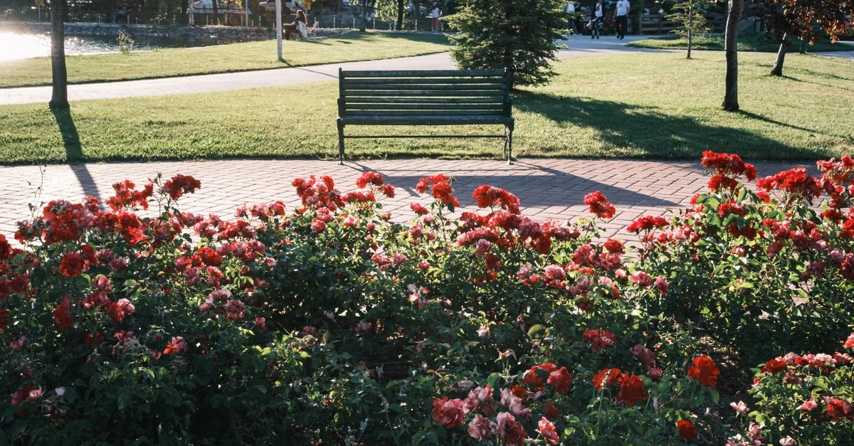 Banc de parc au milieu de roses rouges en fleurs, baigné de soleil à travers les arbres.